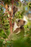 Koala - Phascolarctos cinereus o3326